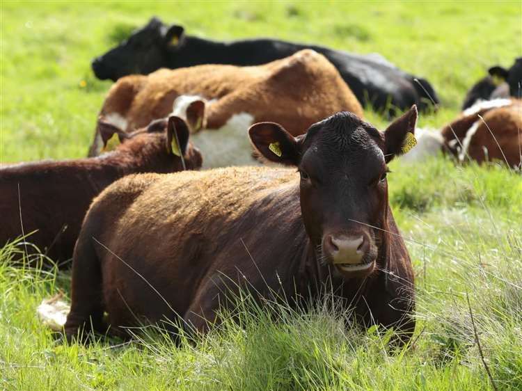 A total of six cows in Kent have tested positive for the bluetongue disease