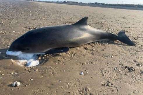 A harbour porpoise was found in Greatstone-on-Sea. Picture: Charlotte Bridgewater