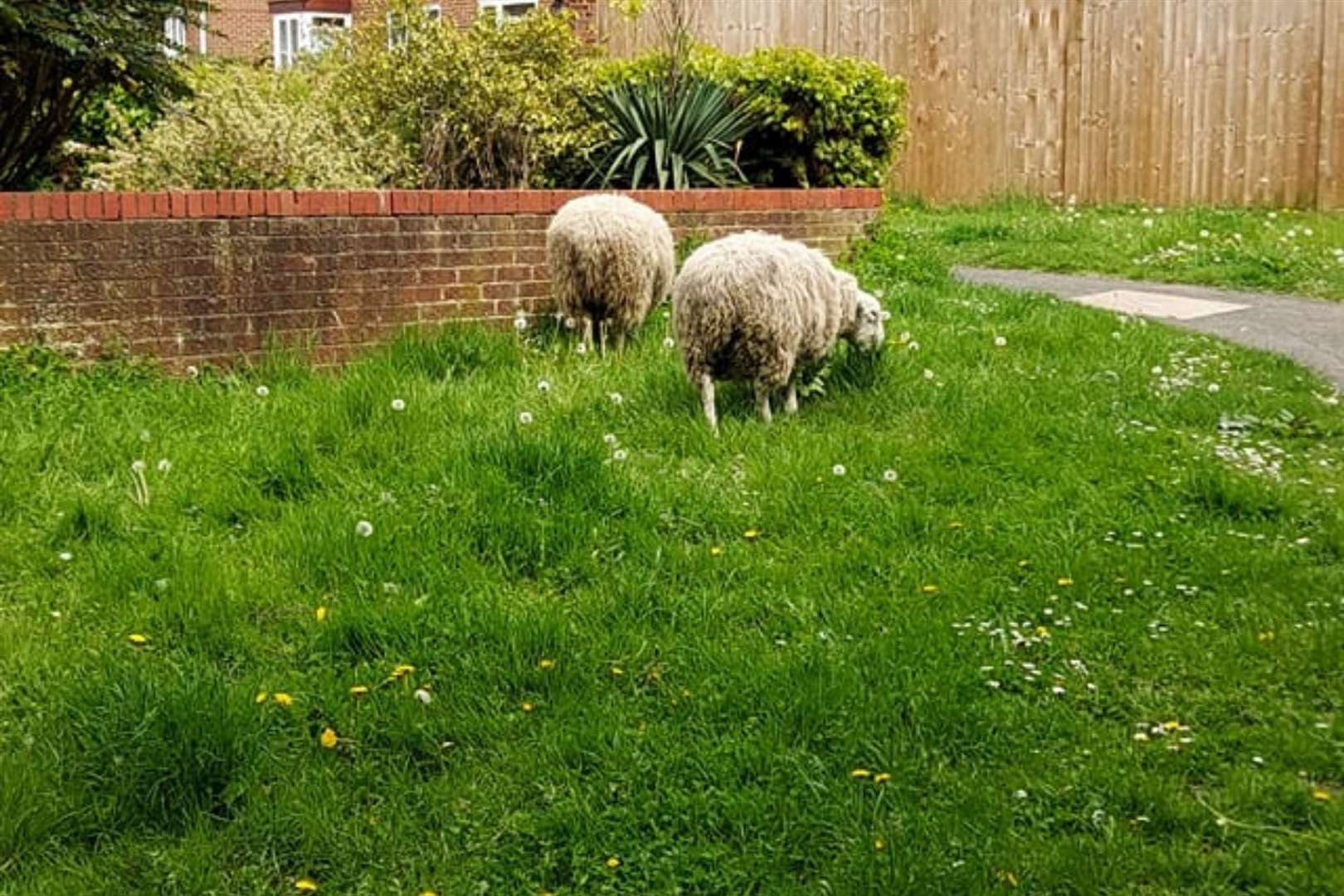 The escaped sheep paused to nibble at a grass verge in Willesborough