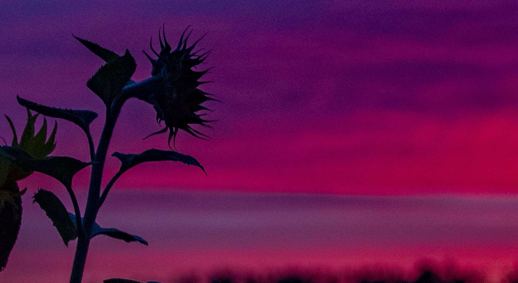 A sunflower at dawn in Tarbock, Merseyside (Peter Byrne/PA)