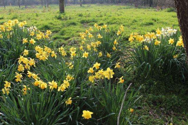 Daffodils in the sun