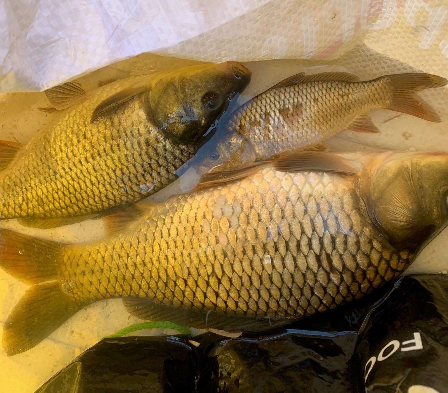 Seized fish from an angler in the South East. Picture: Environment Agency