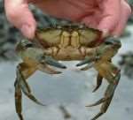 This shore crab is among the creatures that maybe discovered on a rockpool safari