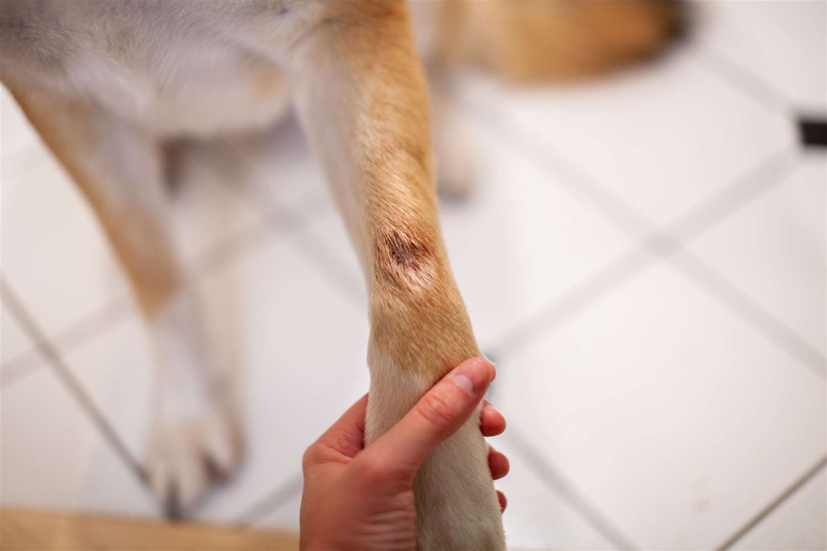 A dog with a painful hot spot on their front paw, that has licked it until it's red, bleeding and raw. Photo: istock/Ashley-Belle Burns