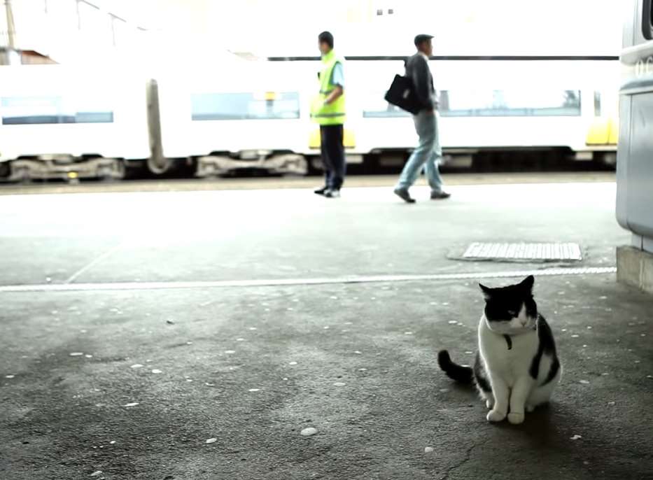 Sapphie the cat stars in a new Southeastern video. Picture: Southeastern