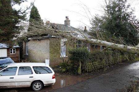 A tree crashed into a house in Common Road, Wainscot