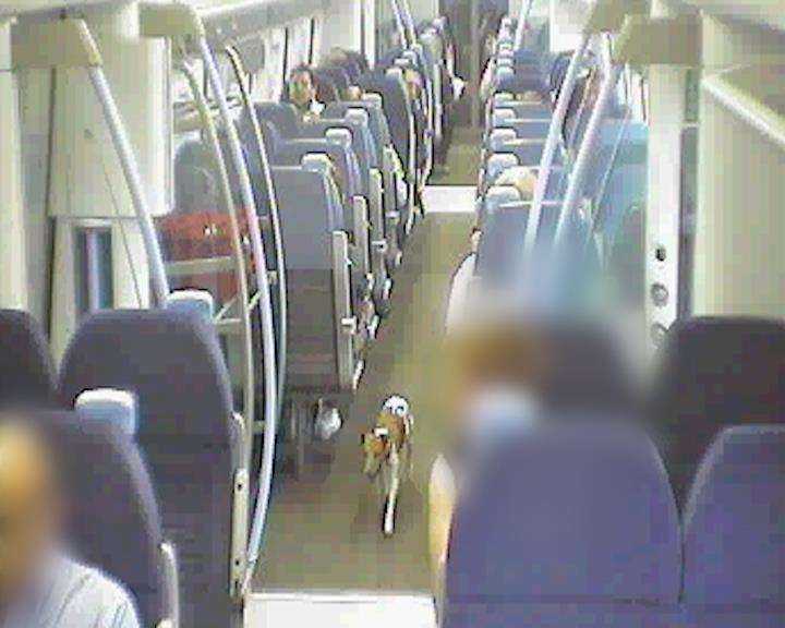 Frankie the dog walks up the train