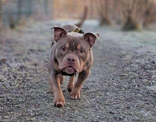Bulldog cross Creed. Pic: Dogs Trust