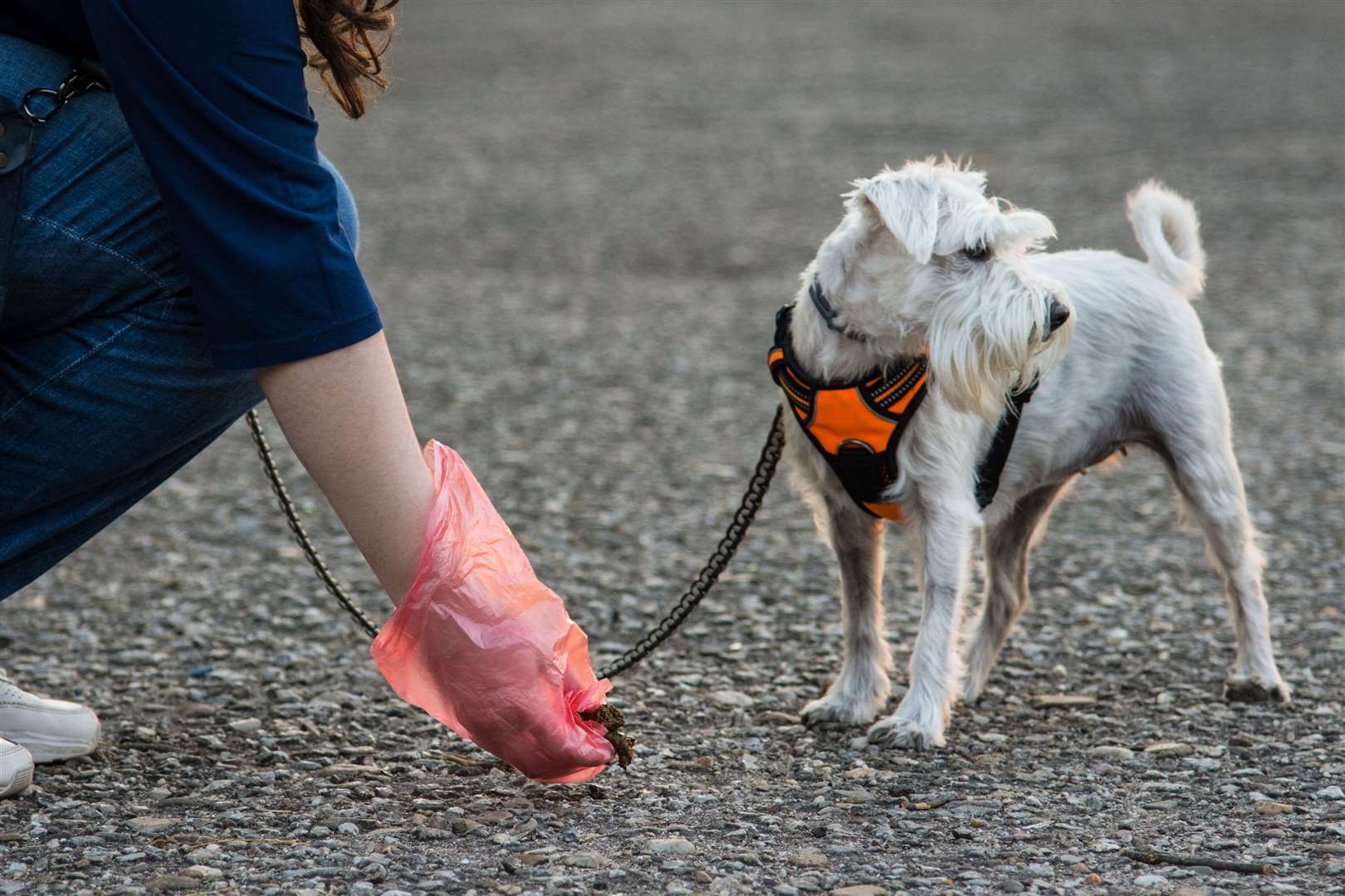 A dog's poo may have blood in it for many reasons. Photo: istock/Radule Perisic