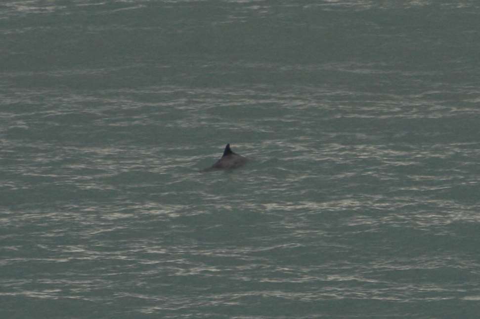 Up to four dolphins were spotted in the water. Picture: Margit Brigden