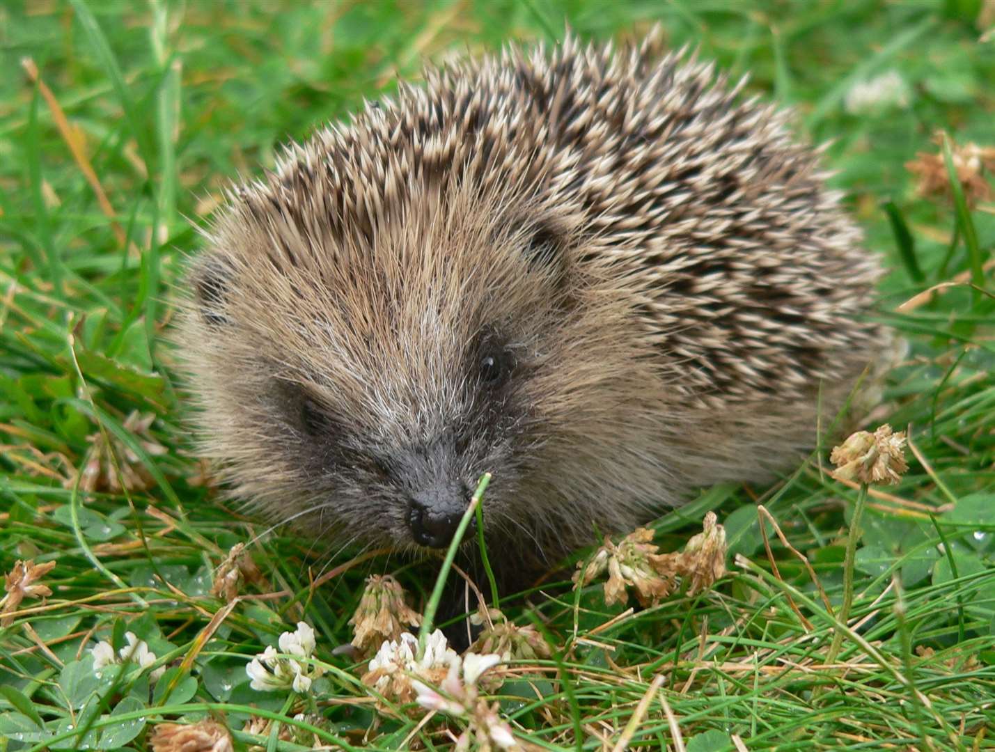 Hedgehogs will be out in force soon as their hibernation ends