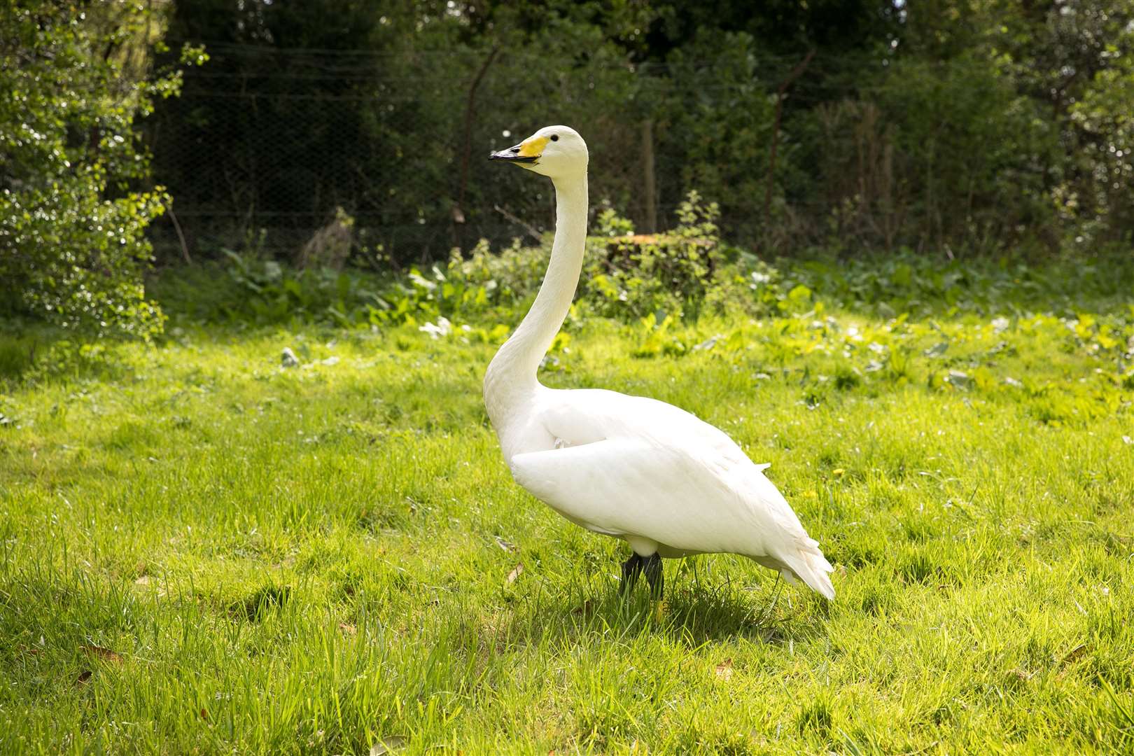 Pickles the swan prepares to celebrate his 30th birthday at Leeds Castle, Maidstone. Picture: Leeds Castle
