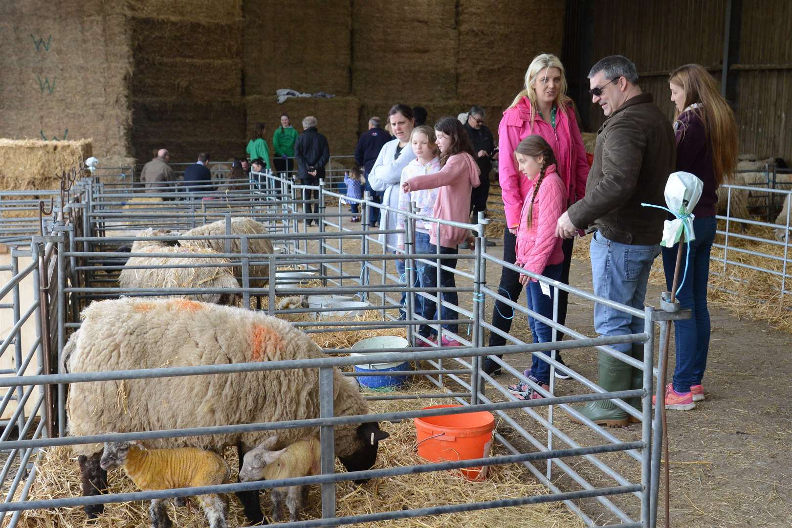 Broadlees Farm in Dover opens its gates every spring to people wanting to see the lambs. Picture: Gary Browne