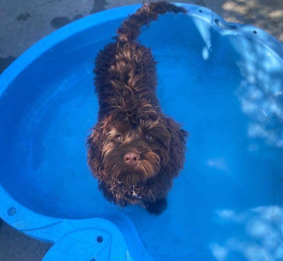 Bella enjoys the paddling pool. Photo: everydogcreche on Instagram
