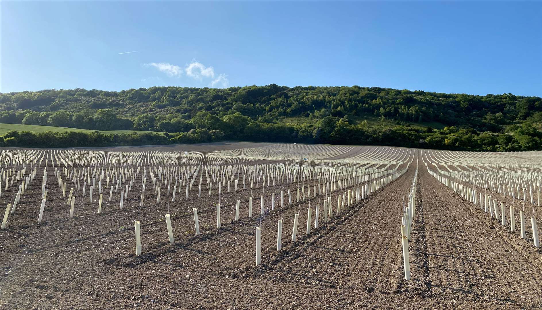 Newly planted vines at Birling Estates