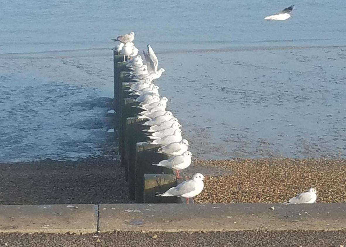Anna took this photo of the seagulls on near the Promenade in Gravesend