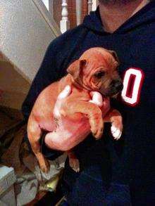 Rocco, the stolen puppy
