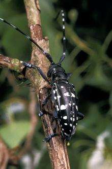 The Asian longhorn beetle was found in Paddock Wood. Picture: Forestry Commission/George Gate