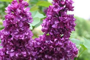 Syringa vulgaris (lilac)