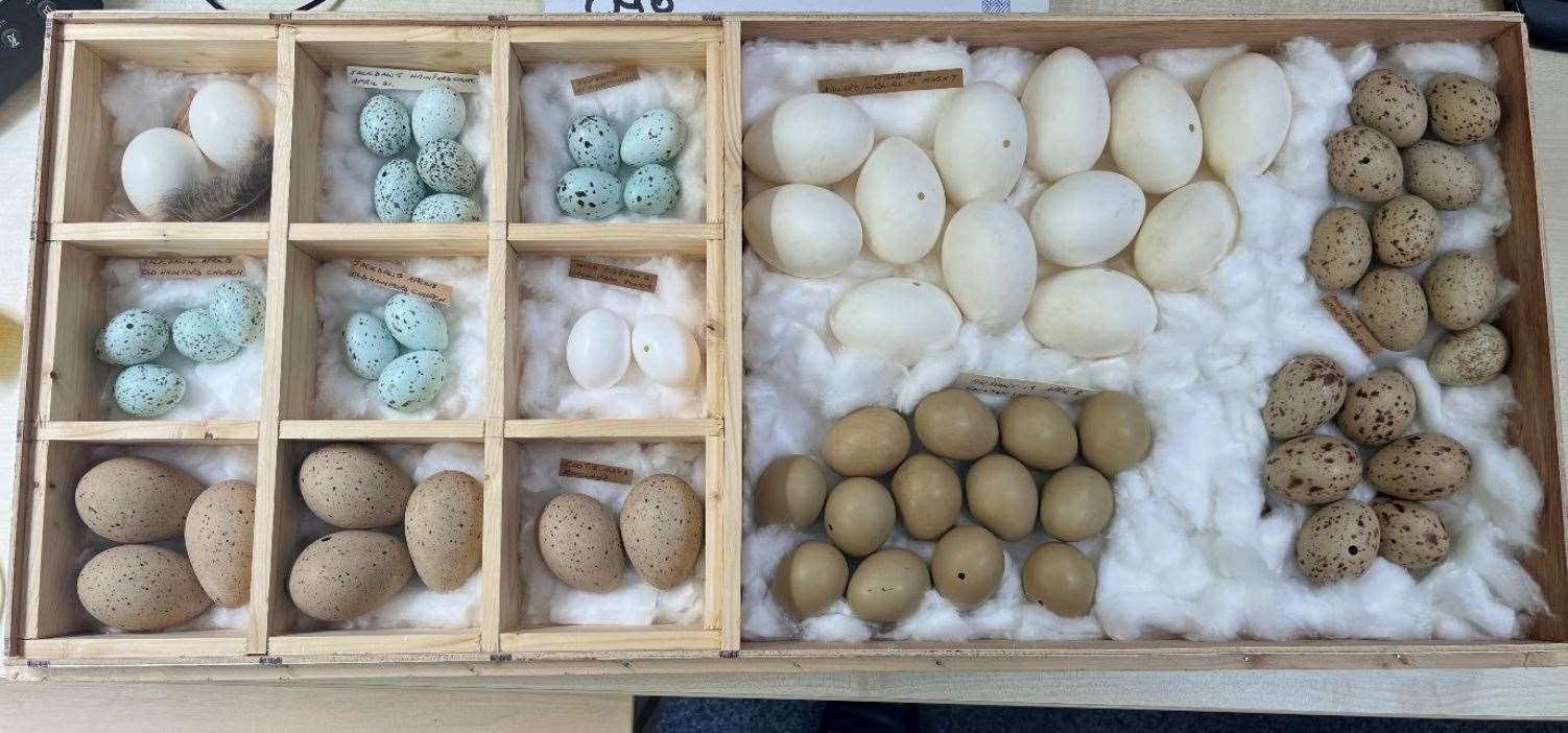Some of the birds’ eggs found in the possession of Daniel Lingham (Norfolk Police/ PA)