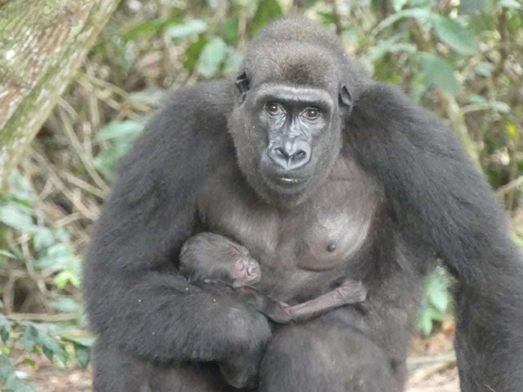 The baby is the first born to captive-bred parents in the wild. Photo: Aspinall Foundation