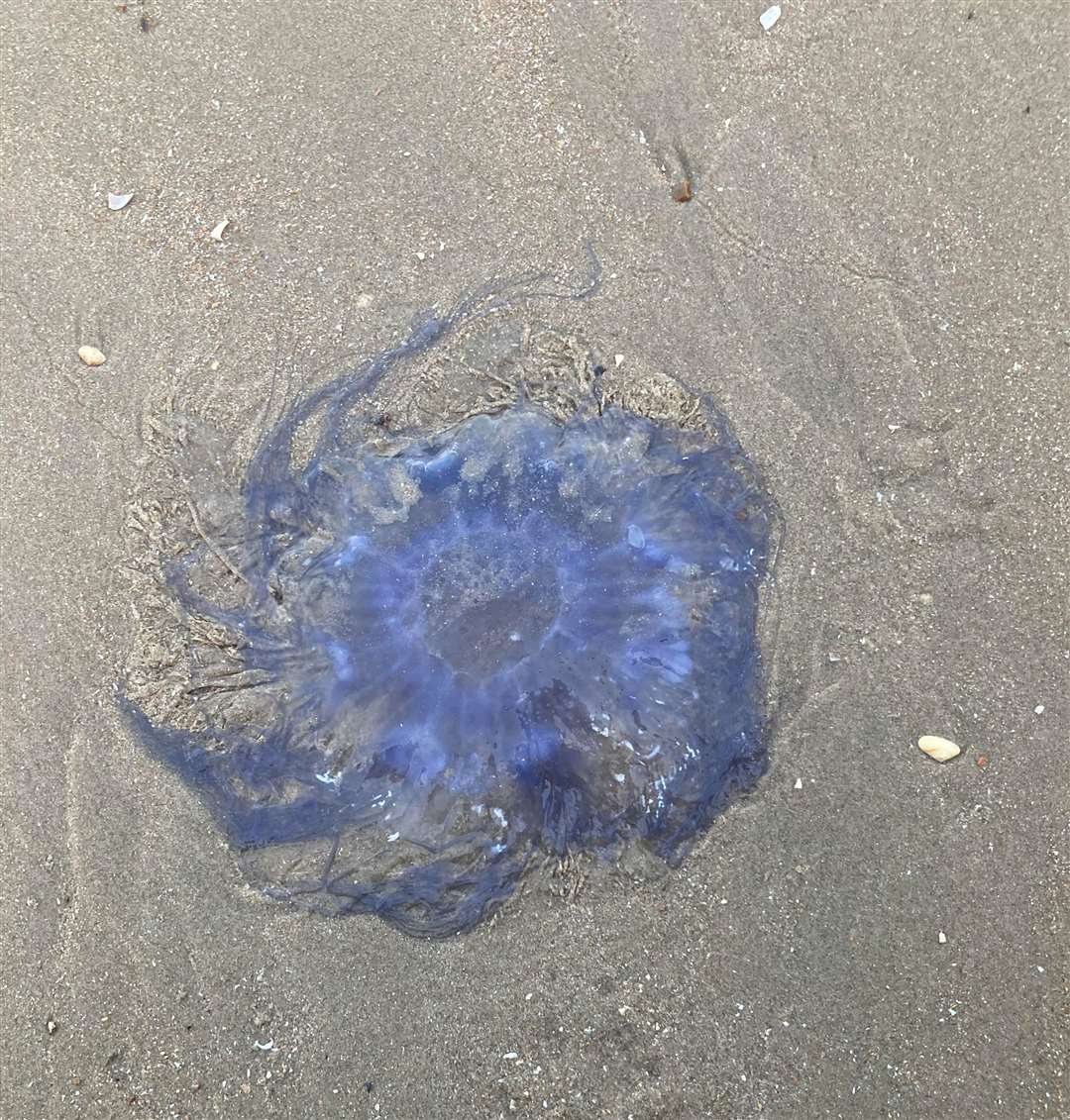 The creatures are likely to be blue jellyfish and moon jellyfish. Picture: Jenni Regan