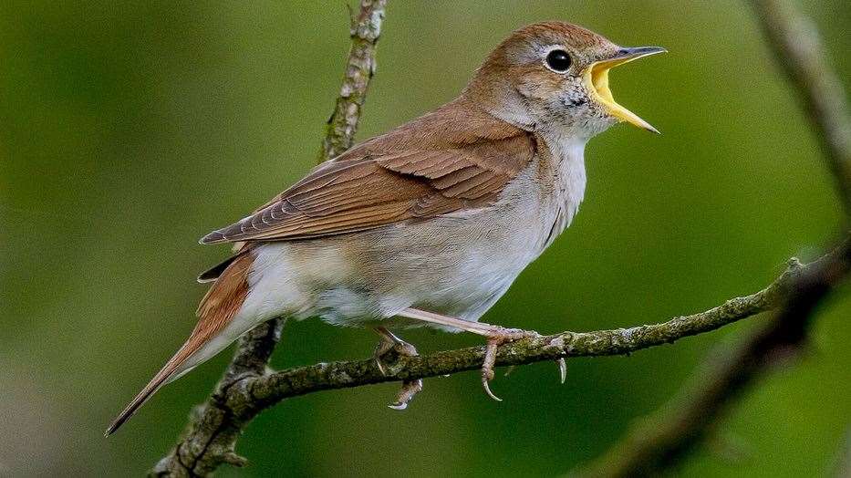 A Nightingale in full song. Picture: Roger Wilmshurst