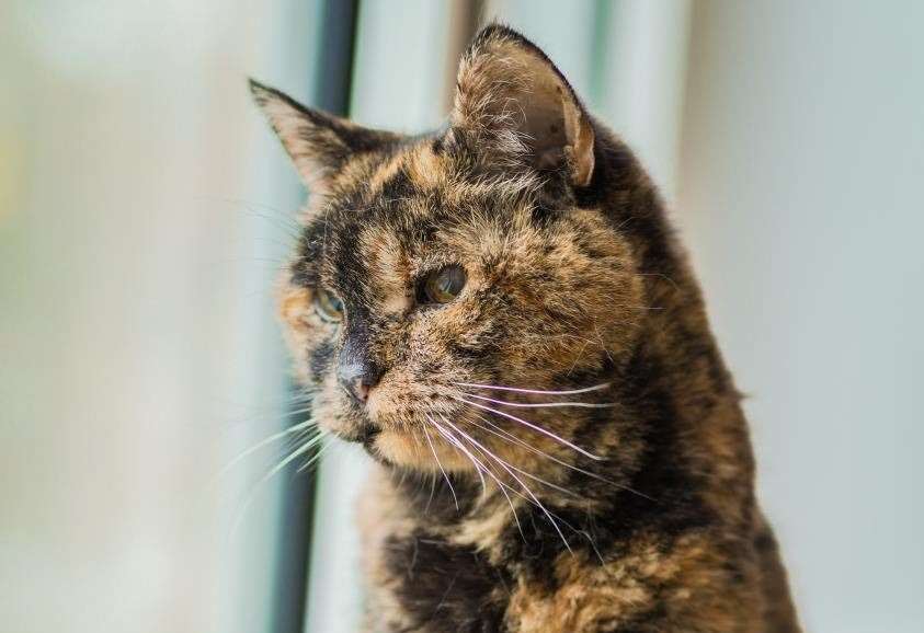 World's oldest cat Flossie, 26. Picture: Cats Protection