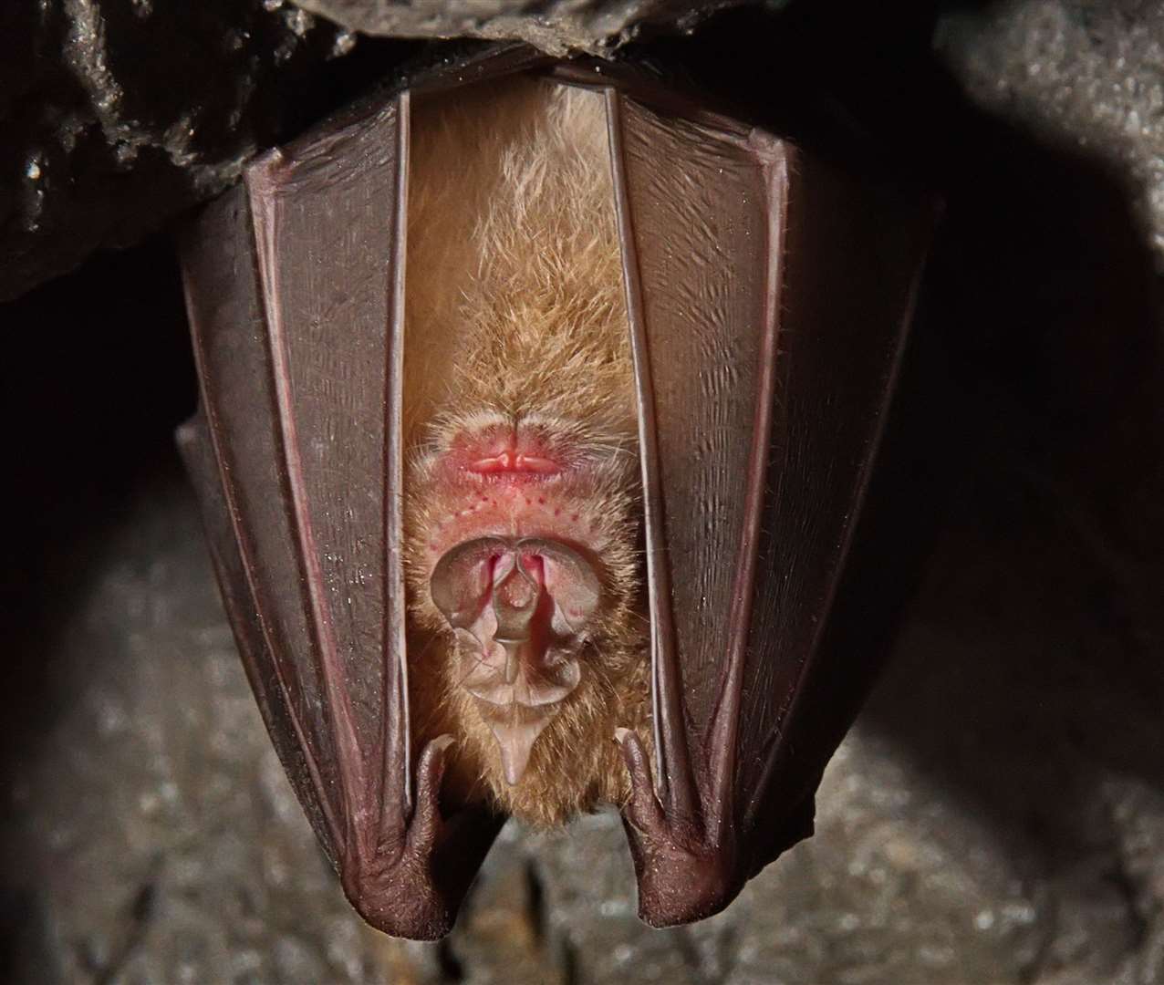 The greater horsehoe bat (18576039)