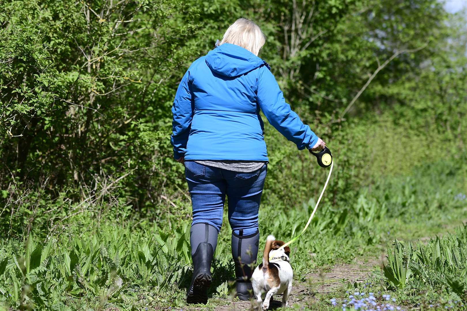 The actor leading Toby on the walk. Picture: Barry Goodwin
