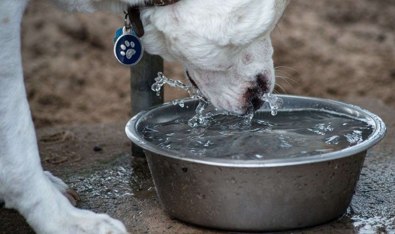 The dog is reported to have drunk from a public water bowl. Picture: iStock