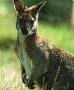 The head keeper at Wingham Bird Park says wallabies can survive happily on grass and plants, but will run away if chased