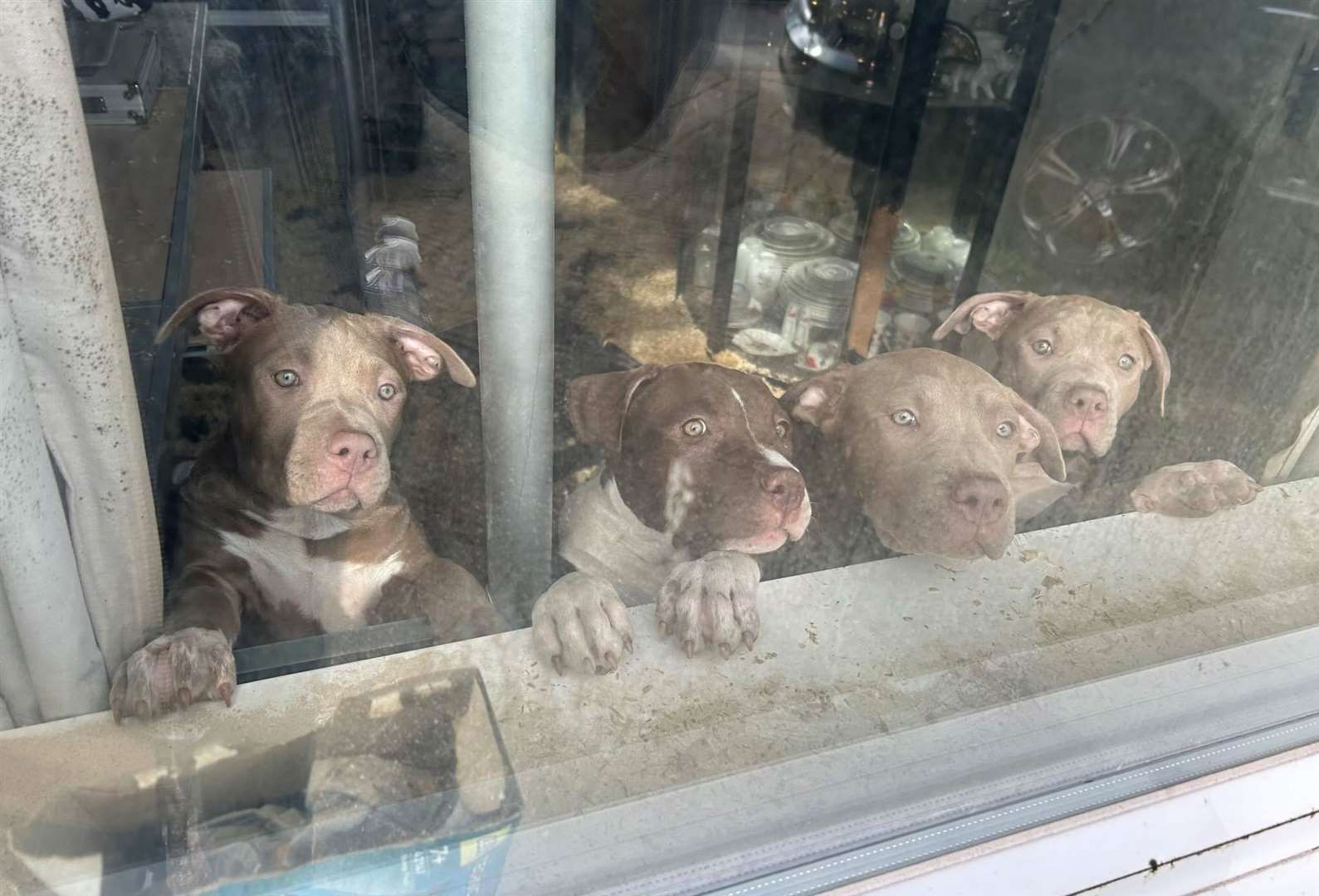 Four of the young XL Bullies looking out of the window