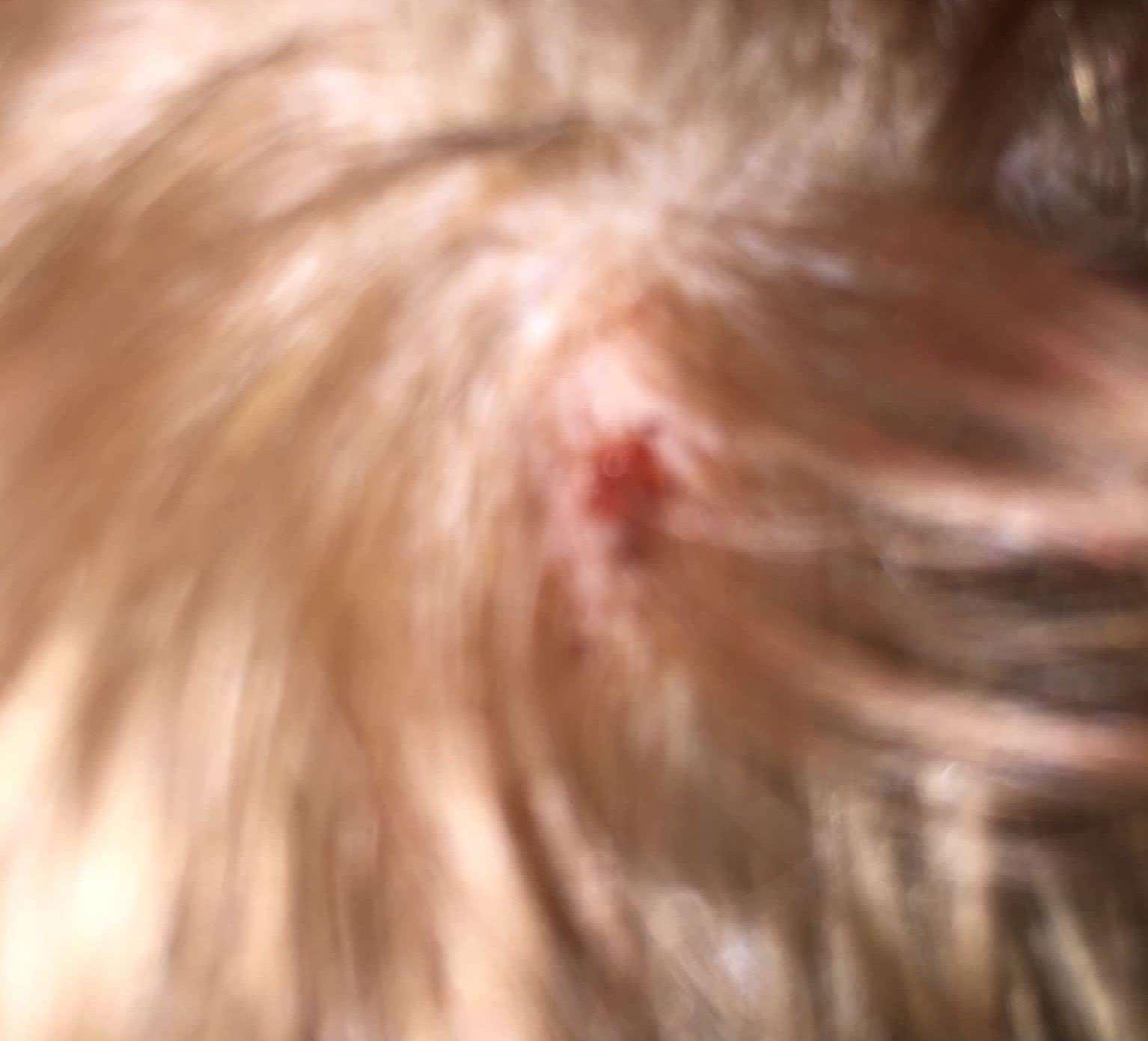 An 11-year-old was left bleeding after a rock was thrown at his head at a bus stop. Picture: Debbie-ann Griffiths