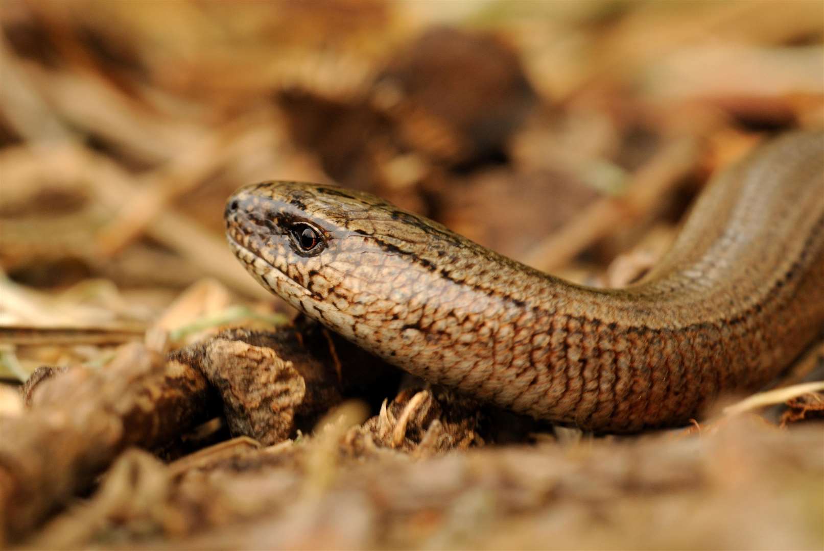 A slow worm. Stock pic
