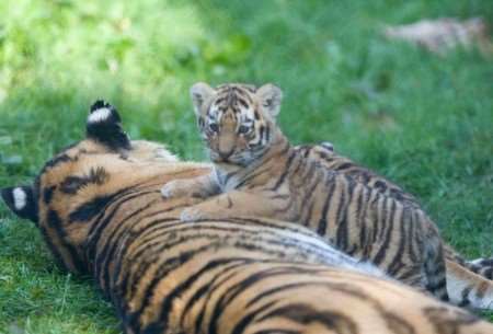 One of the tiger cubs gets playful with one of its parents. Picture: Dave Rolfe
