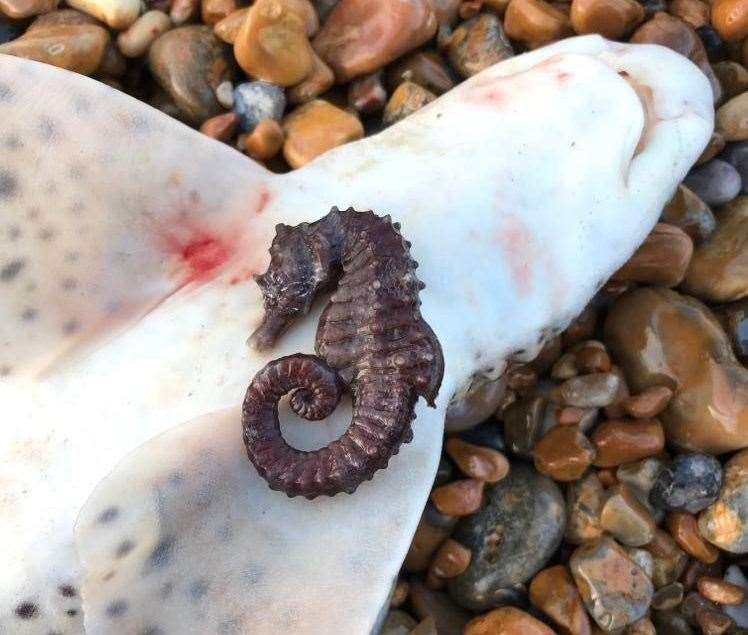A seahorse and a dogfish were found washed up on a beach in Walmer. Picture: Jerry Styles