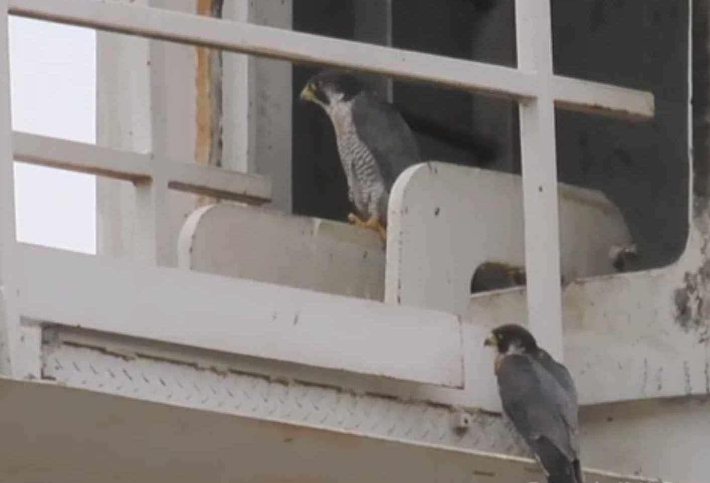 Peregrine falcons live at the Richborough Energy Park wind turbine. Picture: Nik Mitchell