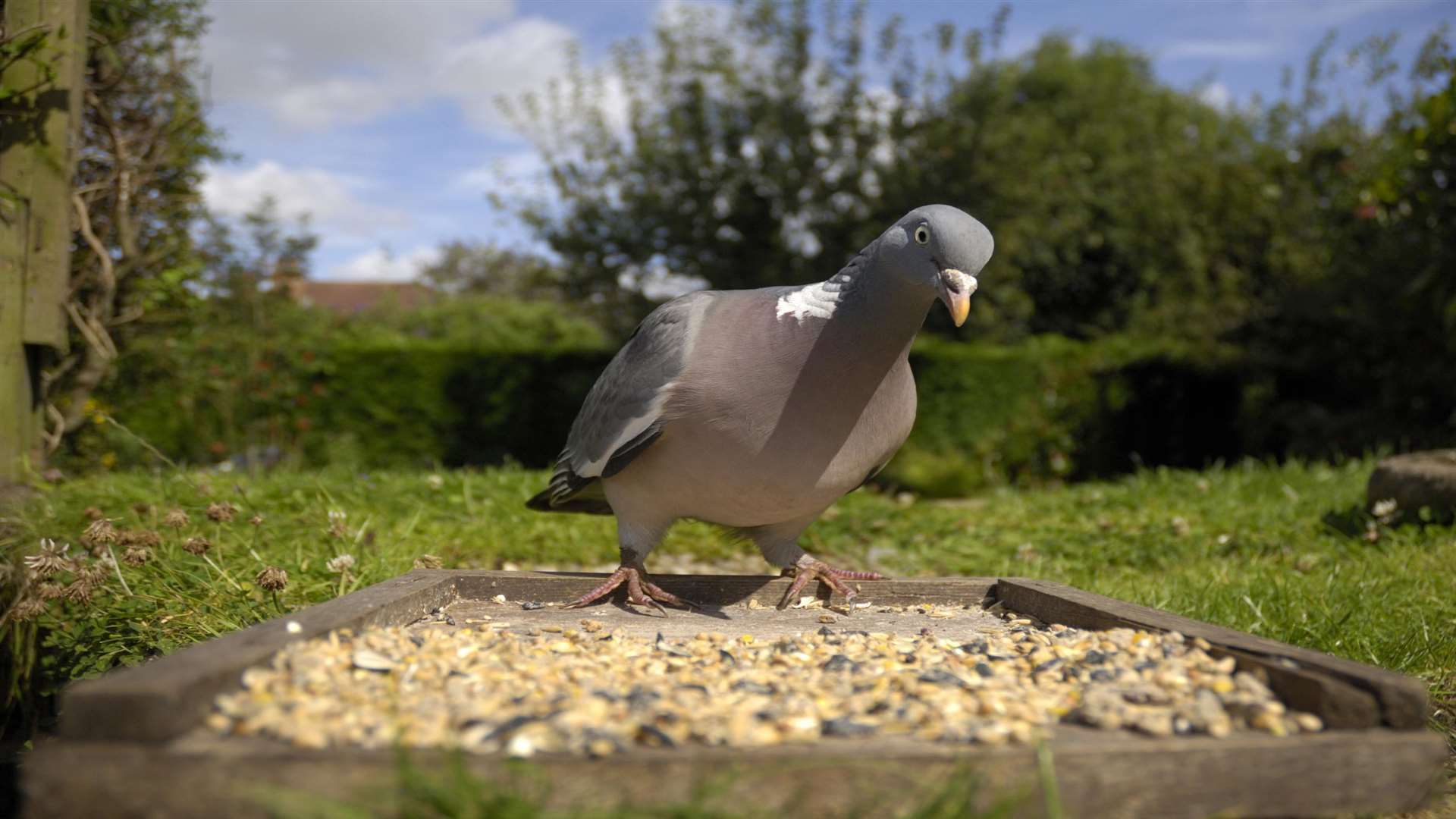 Pigeons are common visitors to Kent gardens