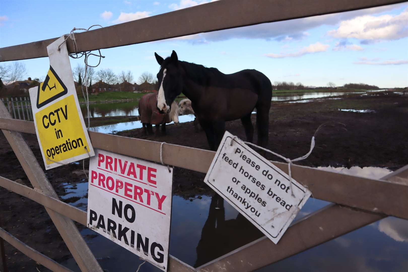 Do not feed the horses. This sign is on the gate at the canal in Sheerness. Picture: John Nurden