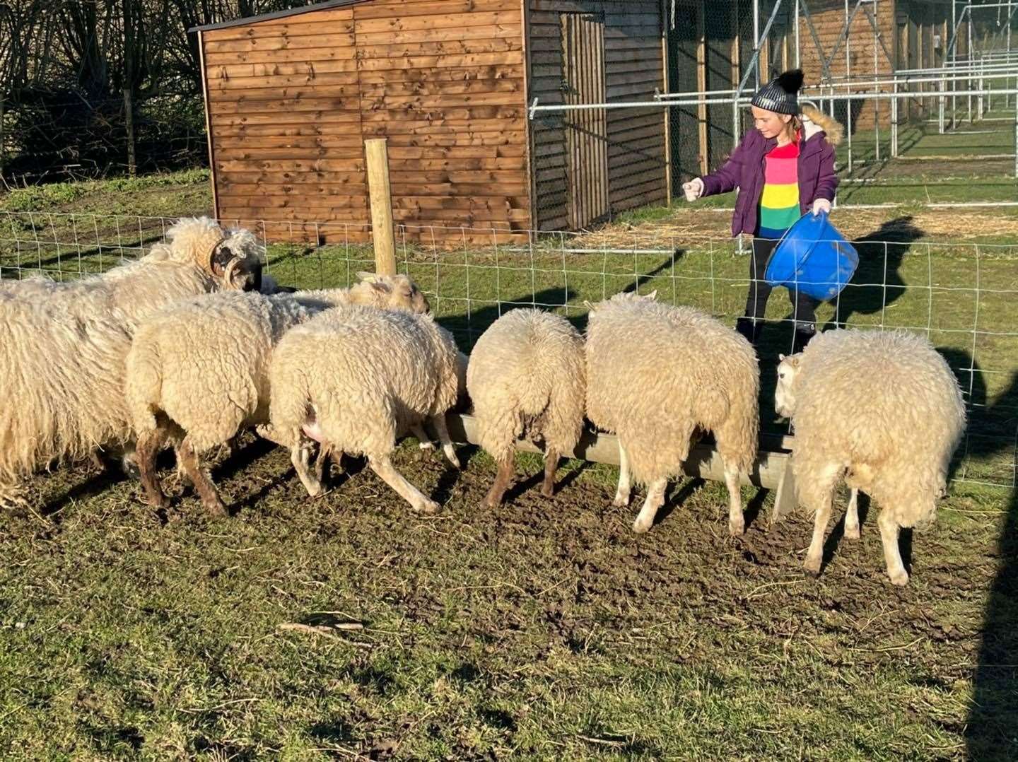 Feeding the sheep at Curly's Farm, Bayview, Sheppey. Picture: Kyle Ratcliffe