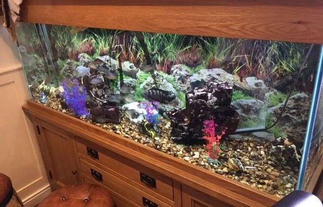 The only space that had so far avoided a Halloween makeover was the large tropical fish tank in the front bar