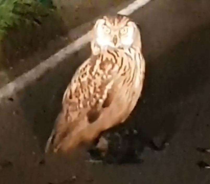 Grahame Boreham was confronted with a rare Eagle Owl in Ruckinge Road