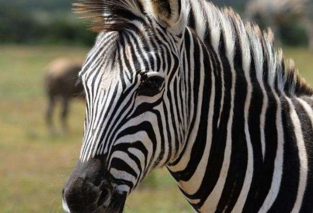 According to Born Free, there is a Zebra kept privately somewhere in Maidstone Picture: Canva (45163026)