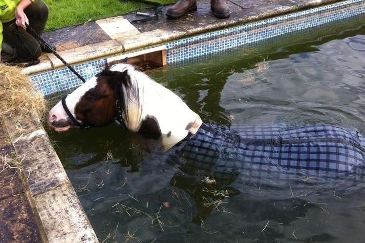 Buddy is rescued from the swimming pool