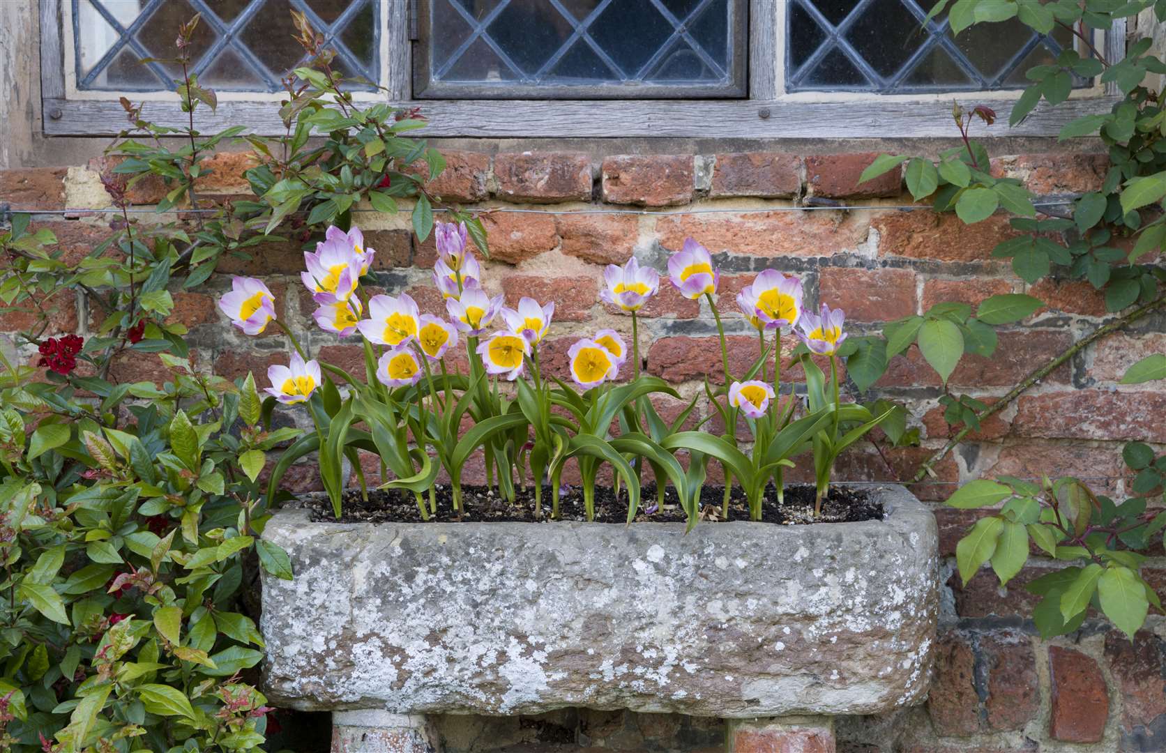 Tulips in a stone trough in the Top Courtyard in April at Sissinghurst Castle Garden
