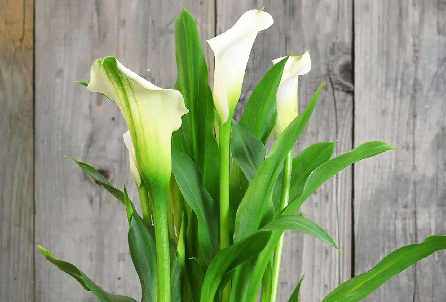 Lily plants can prove harmful. Image: Stock photo