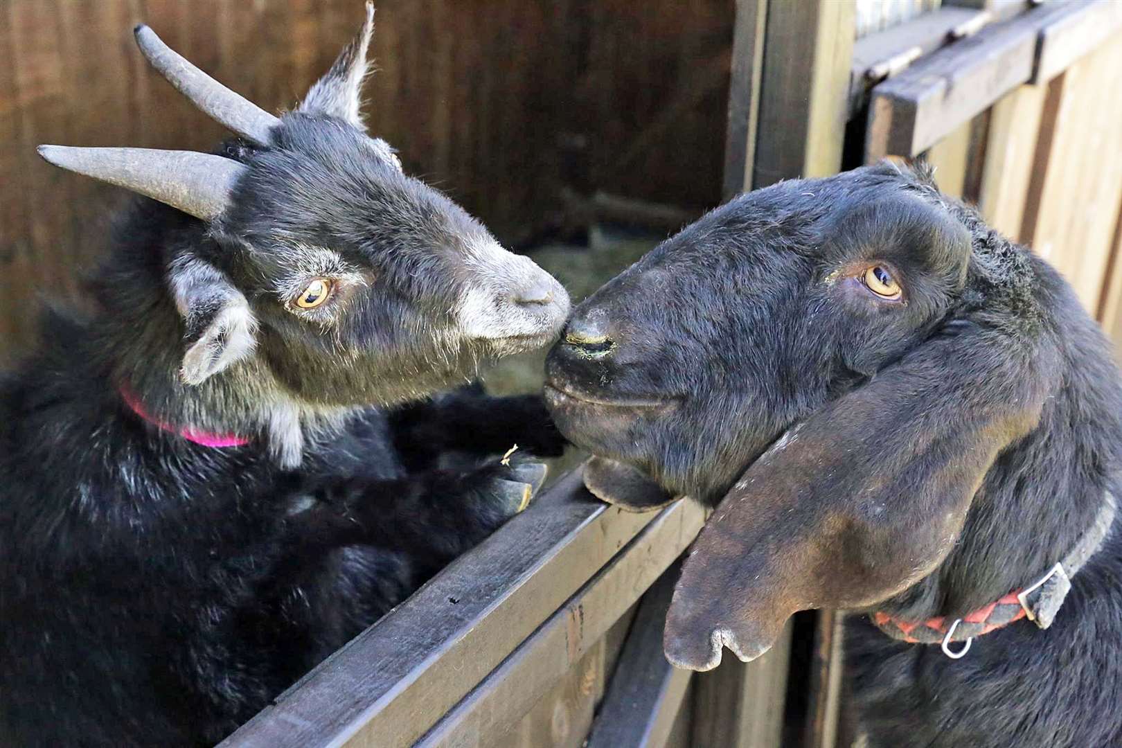 Goat Primrose (left) joined Care for Life along with another goat, Bluebell, because their owner didn’t realise how much care was involved and didn’t have the time for them. Edward was found emaciated, roaming the streets of East London. All three are still in Care for Life