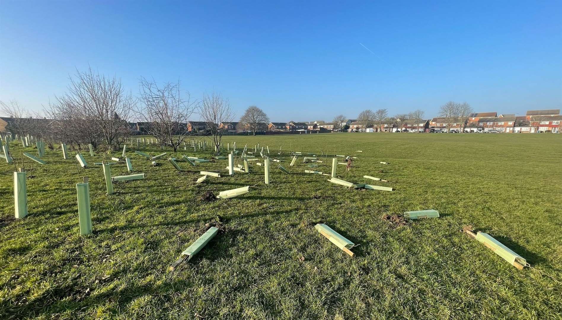 The 250 new trees were only planted last week. Picture: Swale Borough Council