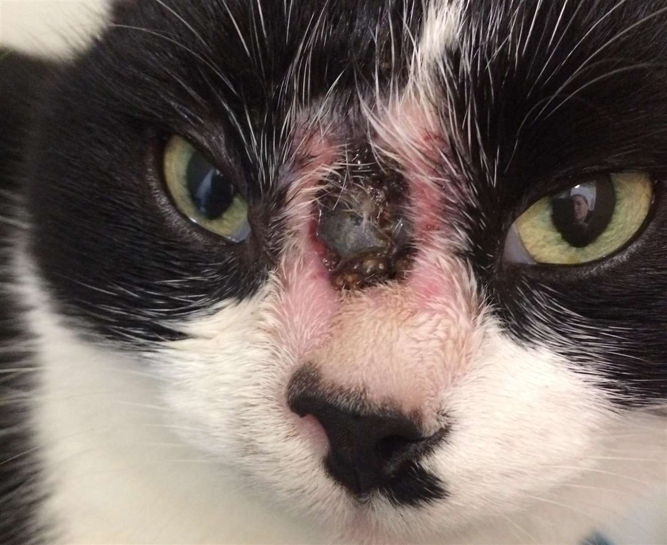 The cat was shot in the face with a ball bearing. Picture: RSPCA (5959966)
